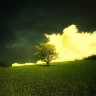 Одинокое дерево