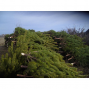 Продам Елки из Росссии от 1м до 2,5м по 2800тг, при заказе от 100шт по 2500тг.    2500  цена минимальная  шт.  Елки из России  Устройство и дизайн садов. Посадка, уход и обрезка деревьев и кустарников. Дюсекова ИП