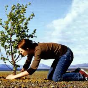 Приживаемость саженца зависит от многих факторов: от подготовки посадочной ямы, от внесения предпосадочных удобрений, от соблюдения правил и техники посадки, от качества посадочного материала и от сроков посадки.  Устройство сада  30000  цена минимальная  шт.  Посадка деревьев  Устройство и дизайн садов. Посадка, уход и обрезка деревьев и кустарников. Путилин ИП