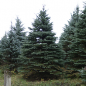 Если Вы хотите украсить свой приусадебный участок, обязательно поселите в нем хвойные растения. На протяжении всего года они сохраняют декоративный вид и приносят пользу саду.  Устройство сада  10000  цена минимальная  шт.  Посадка деревьев  Устройство и дизайн садов. Посадка, уход и обрезка деревьев и кустарников. Уланов П. С.  ЧЛ