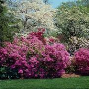 Саженцы декоративных кустарников. Сирень, барбарис, спирея, калина, снежноягодник, кизильник, бересклет, лапчатка, дерен, роза ругоза. Различные сорта и размеры.  Устройство сада  750  цена минимальная  шт.  Декоративные кустарники  Устройство и дизайн садов. Посадка, уход и обрезка деревьев и кустарников. Изумрудный город ТОО