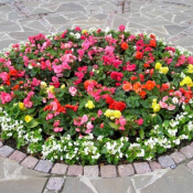 Продам многолетние сортовые цветы (лилии, лилейники, фуксия, дельфиниум и др.) и кустарники (облепиха, жимолость и др.).  Устройство цветников  300  цена минимальная  шт.  Альпийские горки, рокарии, цветники Жазира ЧЛ