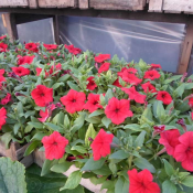 Продам рассаду однолетних цветов (петуния, циния, тагетис и т.д.)  Устройство цветников  45  цена минимальная  шт.  Альпийские горки, рокарии, цветники Мейрам ЧЛ