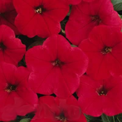 Карликовая, многоцветковая петуния. Цвета: белая, красная, розовая, голубая, бордовая, махровая и мн. др. Самовывоз. Оптовикам скидки!  Устройство цветников  50  цена минимальная  шт.  Альпийские горки, рокарии, цветники Надежда ЧЛ