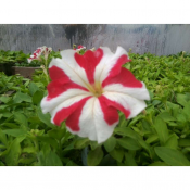 Цвета в наличии желтая, красная, белая, голубая, пурпурная, звездочка. Так же имеются другие цветы для ландшафтного дизайна львиный зев, сальвия, целозия, агератум, астра пушистая низкорослая, вербена.  Устройство цветников  50  цена минимальная  шт.  Альпийские горки, рокарии, цветники Игорь ЧЛ