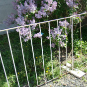 Продам металлическое ограждение переносное, размер 2м х 1м, 13 шт.  2 х 1 м.  Ограды  3000  Самовывоз    цена минимальная  шт.  Садовые архитектурные формы, скульптуры, фигурки Алексей ЧЛ