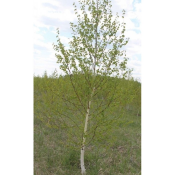 Продаю березы и сосны разных размеров оптом , цена договорная.  Устройство сада  15000  цена договорная  шт.  Деревья  Устройство и дизайн садов. Посадка, уход и обрезка деревьев и кустарников. Жанабай ЧЛ