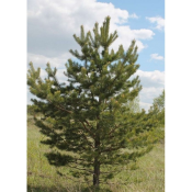 Продаю деревья различных видов и размеров, оптом и в розницу.  Устройство сада  15000  цена договорная  шт.  Деревья  Устройство и дизайн садов. Посадка, уход и обрезка деревьев и кустарников. Мика ЧЛ