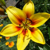 Отростки - от 100 до 200 тнг. Для подробной информации звоните по телефону, ждем ваших звонков!!!  Устройство цветников  200  цена минимальная  шт.  Альпийские горки, рокарии, цветники Евгения Бауржан ЧЛ