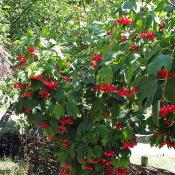 Отвар из коры применяется, как кровоостанавливающее средство.  Устройство сада  500  цена минимальная  шт.  Плодородные саженцы  Устройство и дизайн садов. Посадка, уход и обрезка деревьев и кустарников. Анна Григорьевна ЧЛ