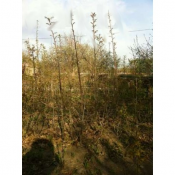 Продаем саженцы дуба, приживутся к городскому климату  оптовым покупателям хорошие скидки.  Устройство сада  2000  цена минимальная  шт.  Саженцы дуба  Устройство и дизайн садов. Посадка, уход и обрезка деревьев и кустарников. Xeon ЧЛ