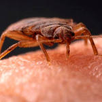 ТОО «Надежда и К» осуществляет гарантированное уничтожение клопов с применением химических препаратов, обладающих продолжительным эффектом. Эффективность методик и опыт специалистов обеспечивают полное и окончательное уничтожение насекомых.  Борьба с клопами  450  цена минимальная  кв.м.  Дезинсекция  Другие услуги \