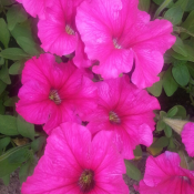 Предлагаем рассаду петунии, выращенной из элитных семян производства PanAmerican Seed, все цвета в наличии, стоимость 65 тг за штуку. Оптовикам скидка рассчитывается индивидуально при закупе от 1000 штук.  Предлагаем рассаду петунии  Петуния ампельная  65  штука  Прочее Рулон Газон ИП