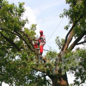 Санитарная обрезка ( оздоравливает дерево благодаря удалению всех больных, травмированных и сухих ветвей, восстанавливает затухающий рост старых деревьев, сохраняет активность ростовых процессов, стимулирует закладку генеративных почек.  ОБРЕЗКА ПЛОДОВЫХ ДЕРЕВЬЕВ  1000  цена договорная  шт  Прочее irina.ortopediya