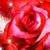 Premium  210*147  Восторг  13000  Доставка входит в цену  0  1  Premium  DECOR VITA ИП