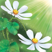 пр-во Украины Ника  р.49*70  Космея  250  Доставка входит в цену    шт.  пр-во Украины Ника  DECOR VITA ИП