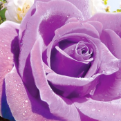 пр-во Украины Ника  р.49*70  Ультрафиолет  250  Доставка платная    шт.  пр-во Украины Ника  DECOR VITA ИП