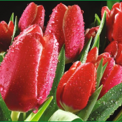 Тула VIP 12 листов  65*98  Весеннее настроение  8600  Доставка входит в цену    шт  Тула VIP 12 листов  DECOR VITA ИП