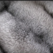 В химчистке «ЧиИсто» предоставляют: чистку искусственного и натурального меха; химчистку элитных меховых изделий; чистку воротников и вставок из меха на верхней одежде с восстановлением их глянцевого блеска; удаление запахов.  Химчистка шубы из искусственного меха  от 3 500 Тг.  Химчистка  Химчистка ковров и мягкой мебели Химчистка \