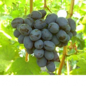 Саженцы винограда кишмиш  Продам саженцы винограда, лучших столовых сортов Украины адаптированных в Алматы, от супер ранних до поздних сортов: Парижанка, Страшенский, Джованни, Киш-Миш лучистый, Бажена, Викинг, Велес, Велика, Руслан, Тайфы Розовый, Арсеньевский, Аюта 2, Ризамат, К  2500  Доставка платная  Договорная  шт  Cаженцы и черенки винограда Владимр  ЧЛ