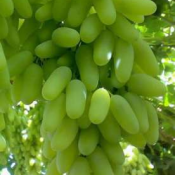 Саженцы неукрывных сортов винограда  Продам саженцы винограда привезёные с Грузии трёх летки  3000  Доставка платная    шт.  Cаженцы и черенки винограда Аркадий