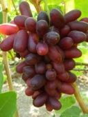 Саженцы неукрывных сортов винограда  К сожалению, нет возможности разместить полное описание о каждом сорте. Можно посмотреть в инете или раскажу Вам сам если заинтересуют.  4500  Самовывоз    шт.  Cаженцы и черенки винограда Эндрю