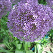 Лук гигантский  Лук гигантский – один из самых популярных в наших садах. Высота 1,2 м - не предел для луков, но это явное превышение над многими.  Предлагаю прекрасный семенной материал, декоративные шары 25 см, что показала на фотографии.  600  Доставка платная    шт.  Cемена растений, овощей, цветов BIGWHEEL ИП