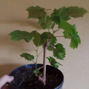 Саженцы и черенки винограда  Выдерживает морозы до 25С. Созревает в октябре.
Все саженцы с закрытой корневой системой. Можно высаживать все лето.  1500  Самовывоз    шт.  Cаженцы и черенки винограда Дмитрий