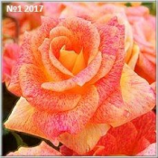 Cаженцы роз  Все фото саженцев можете смотреть в Одноклассниках Владимир продовец-саженцев количество ограничено бронируйте саженцы  300  Самовывоз    шт.  Cаженцы роз и декоративных кустов владимир