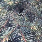 Саженец голубой ели  Продам ель голубую 4,5 м х 1,8 м. Самовывоз! Возможен небольшой торг реальным покупателям при осмотре.  80000  Самовывоз    шт.  Сосны, ели, хвойные деревья и кустарники Оксана