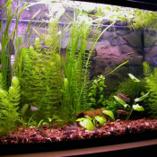 Объем аквариума - 60л. Фирма производит аквариумы на заказ, материал: стекло, любых форм и размеров  от 50 до 200 литров л Квадратный  Казахстан  9700  Самовывоз    шт  ДЕЛЬФИН ИП