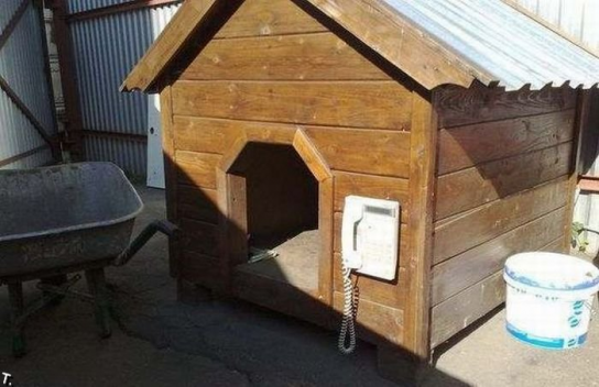 Во дворе интеллектуальная собака