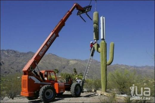 Сотовая связь в кактусе